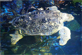 Myrtle en el Acuario de Boston