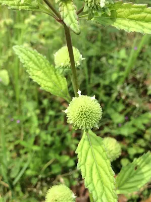 Hyptis brevipes
