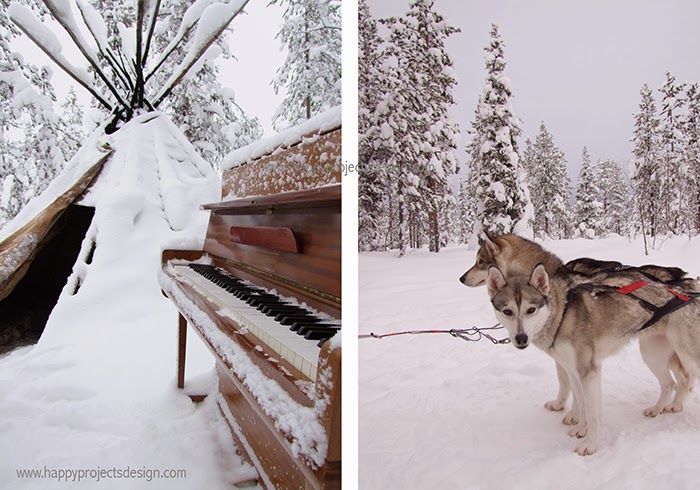 Laponia: trineos de perros