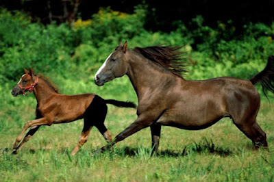 `LATEST HORSE HD WALLPAPER FREE DOWNLOAD 25