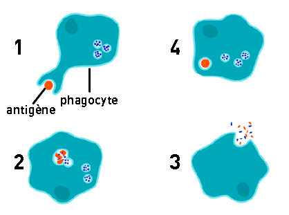 les étapes de la phagocytose