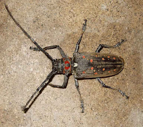 Red-Spotted Longhorn Beetle