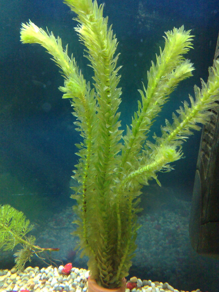  Live Aquarium Plants  Background Plants 