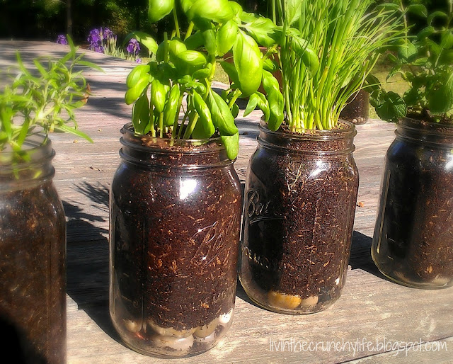 How to Grow Herbs in Mason Jars