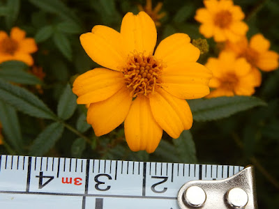 芳香萬壽菊的花序