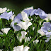 Białe Kwiaty Polne I łąkowe