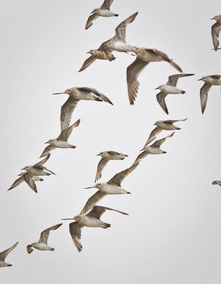 Godwits & red knots flying