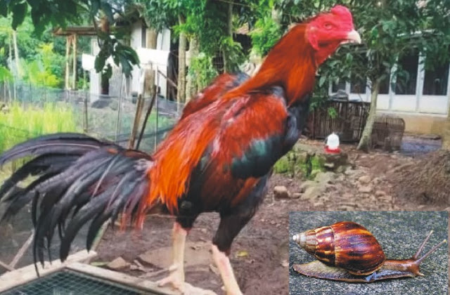 Manfaat Bekicot untuk Ayam Aduan Bangkok yang Belum Orang Tahu