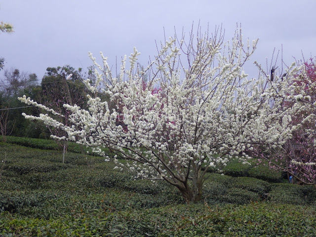 Caopingtou cherry blossoms