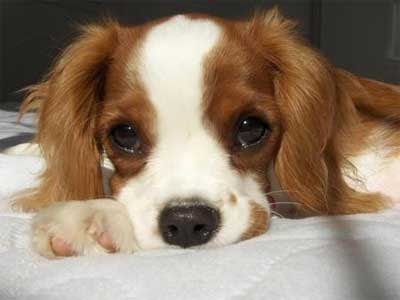friendship quotes quotes about dogs and friendship. friendship quotes