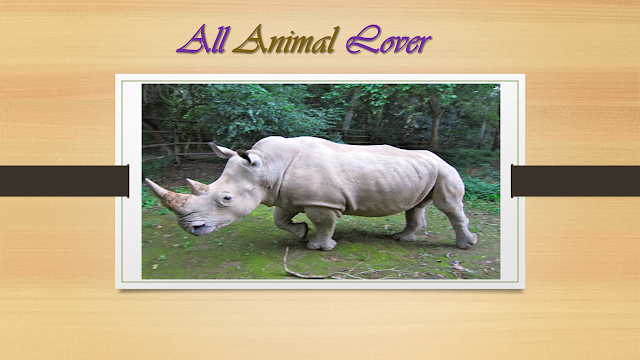 How old is a white rhinoceros