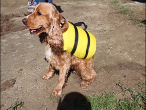 Pets Adventure 9 (80)
