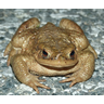 http://fauneflore-ul.blogspot.fr/2014/07/crapaud-grenouille-et-autres.html