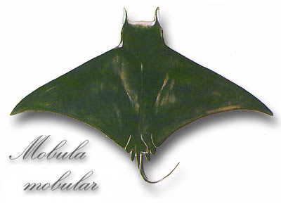 Mobula mobular