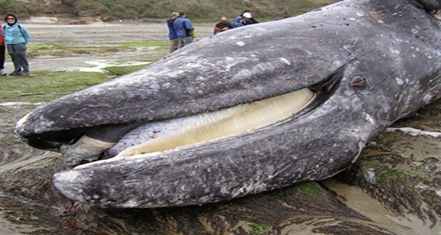 Gray Whales Dies Bringing a Message. Image © http://earthweareone.com