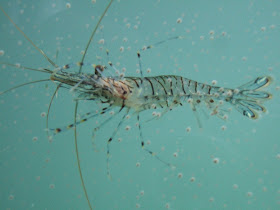 http://www.iflscience.com/plants-and-animals/scientists-are-giving-prawns-sex-change-help-farmers-increase-yields