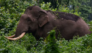 Elephant Kills Woman Poacher Maya Murmu