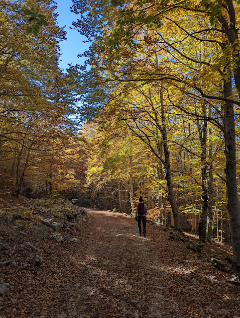 Nel bosco di Cerasolo