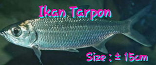 IKAN TARPON