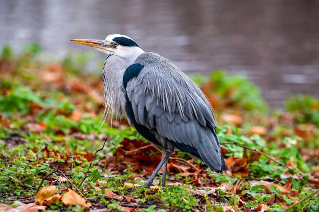 Earth: Best & Beautiful video Birds from around the globe, Part 10