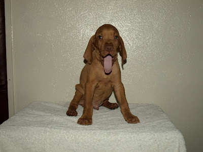 Vizsla Puppies For SALE!: Sam Boy Born 5th - Has joined ...