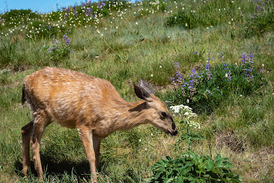 Mule Deer, Hurricane Ridge