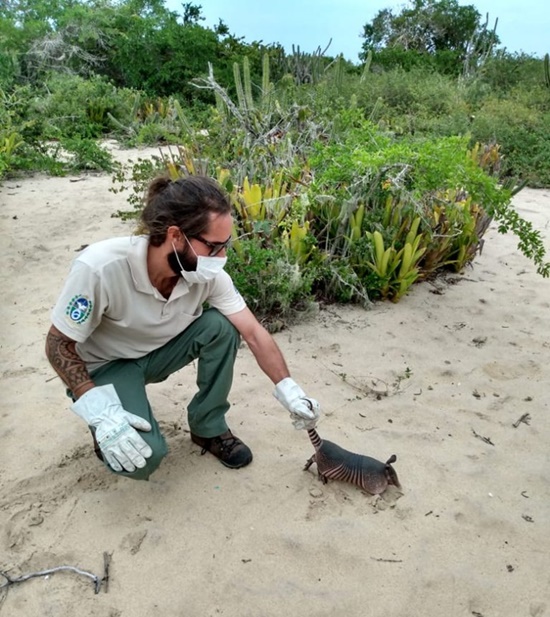 Equipe do Parque Estadual da Lagoa do Açu devolve tatu-galinha à natureza