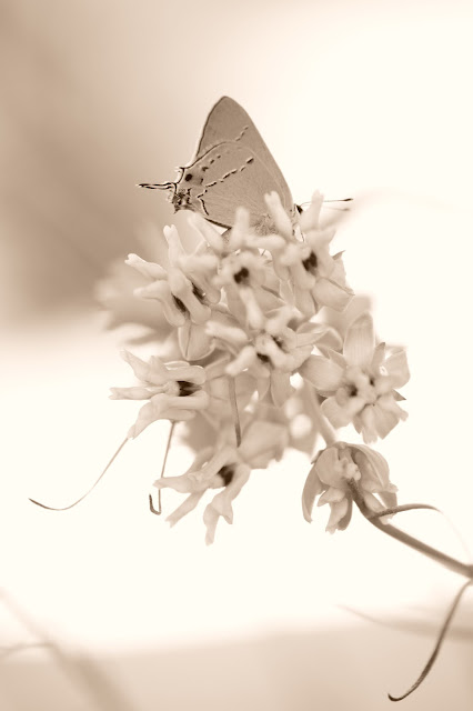 amy myers, photography, journal of a thousand things, butterfly, desert milkweed, asclepias, 