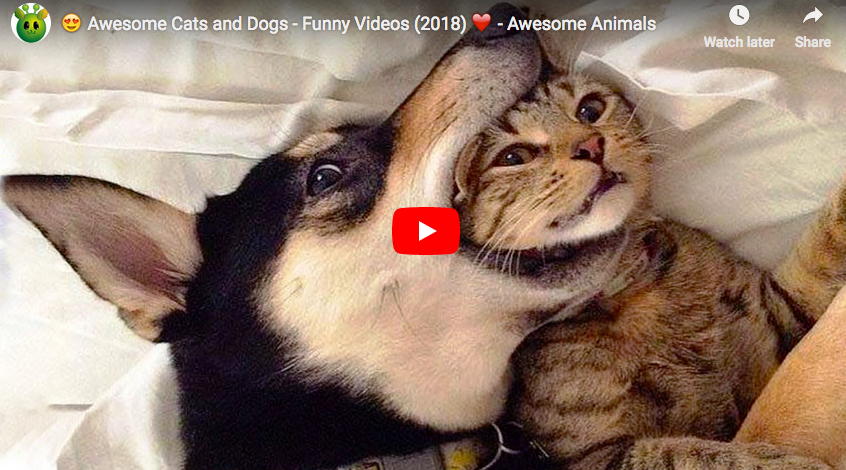 😍 Awesome Cats and Dogs - Funny Videos (2018) ❤️ - Awesome Animals