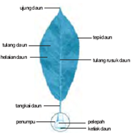 Struktur daun tumbuhan dan fungsinya