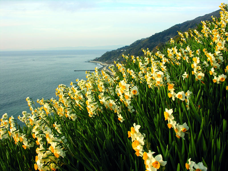 Sunny Garden Service Narcissus