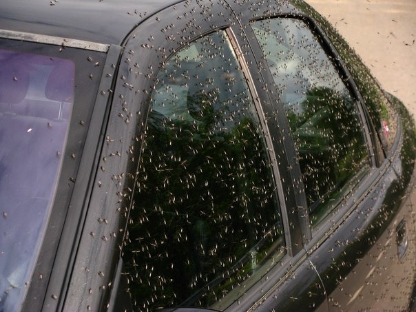 Huge swarms of mosquitoes invade Mikoltsy