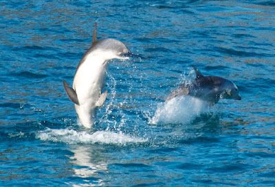 Burrunan Dolphin (Tursiops australis)