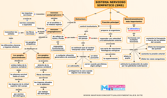 Mapa conceptual del sistema nervioso simpático