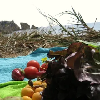 Tomatoes, nisperos, lettuce and an onion on a blanket, with the sea and rocks in the background.