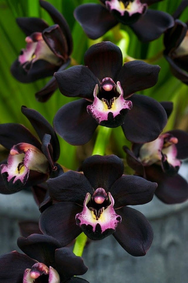 Charm behind the beautiful Black Orchid flowers