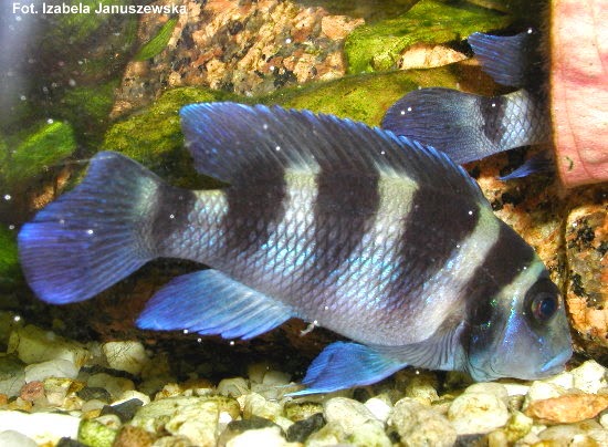 Tanganika - Neolamprologus trotecephalus (szczelinowiec pięciopręgi)