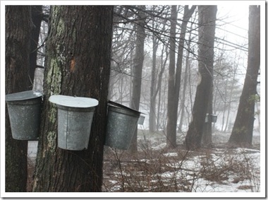 Maple buckets chestnut hill rd woodstock thumb 2