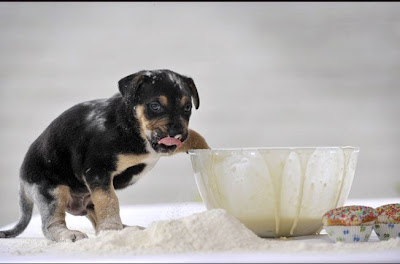 How to Lick a Bowl