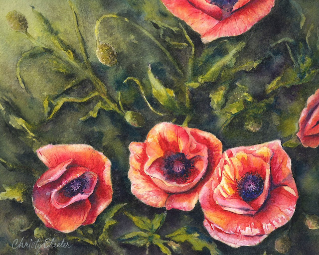  Poppies Sunlit Blooms Watercolor Christy Sheeler Artist
