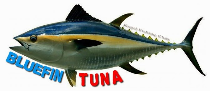  Ya siapa yang tidak kenal dengan ikan yang satu ini Begini Mengenal Jenis Ikan Tuna