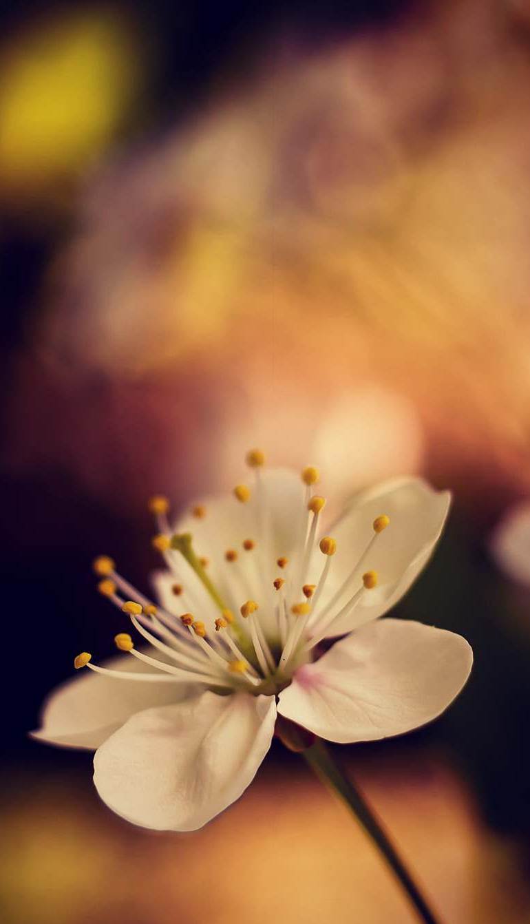 35 Gambar Wallpaper 750x1334 Pixel Bunga Dan Kumbang Untuk Iphone