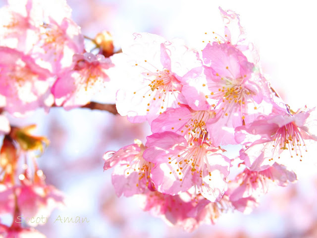 Prunus kanzakura