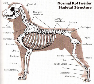 Rottweiler's Anatomy