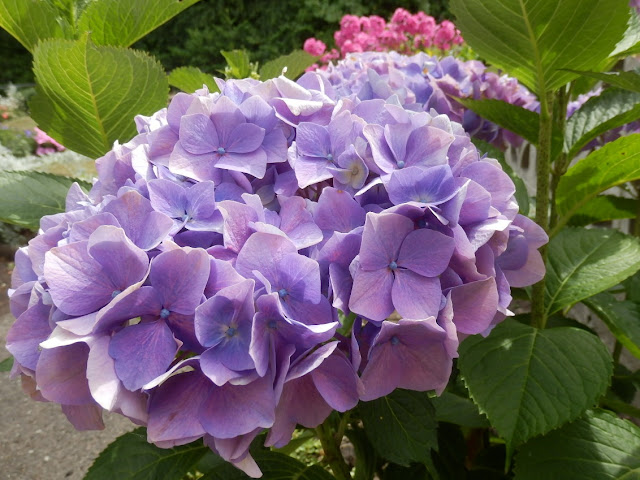 Hydrangea