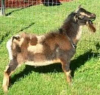 Reference Nigerian Dwarf Goat Sire