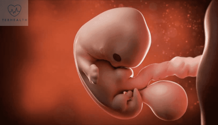 نمو الجنين في الشهر الثاني