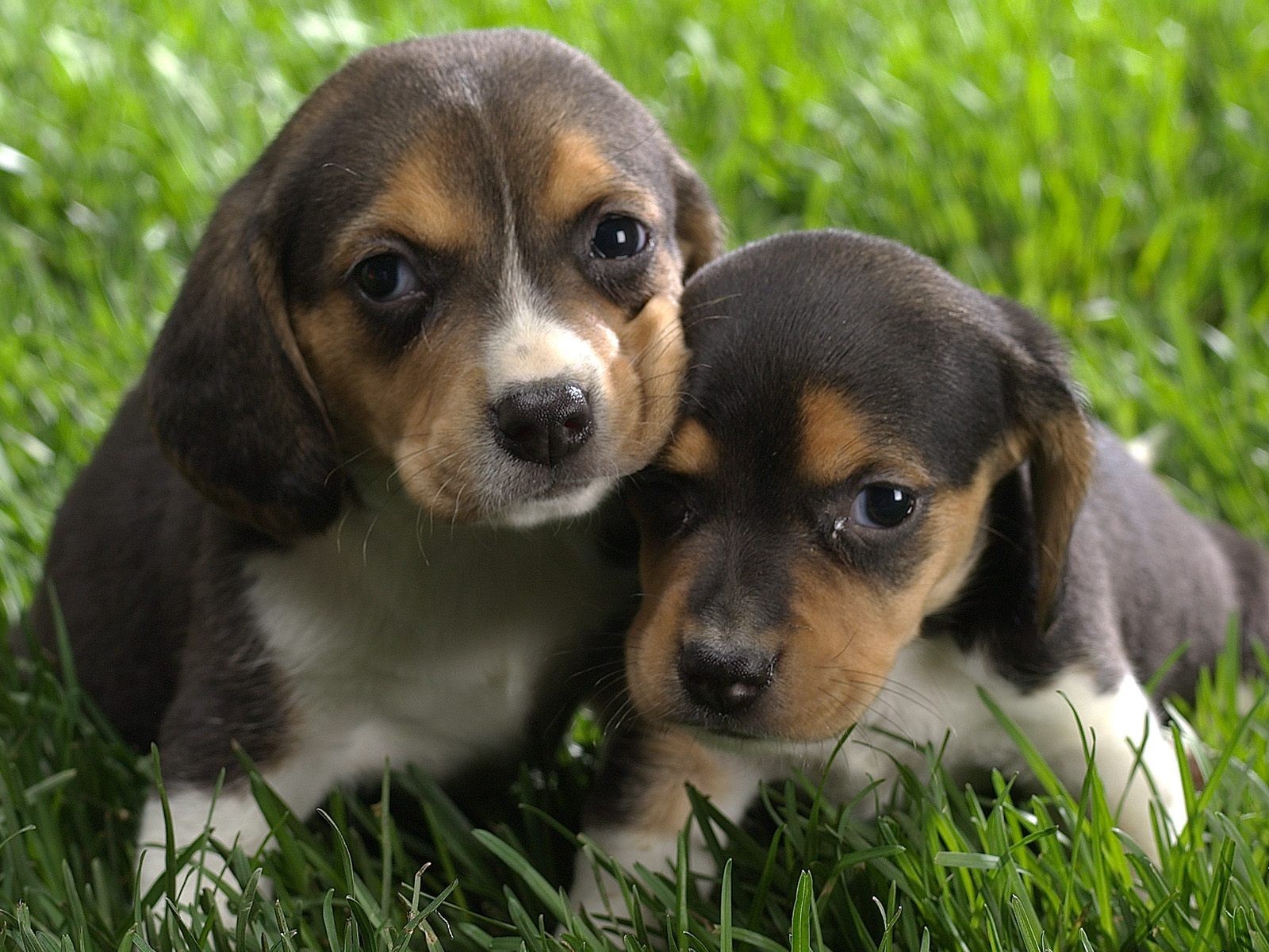 Wallpapers and pictures of cute puppies - Nice Wallpapers, Animals, 3D