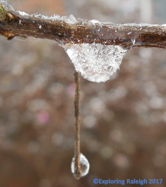 A frozen drop of water on a cold day in Raleigh North Carolina