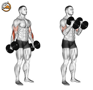 5 Exercises to Develop Your Biceps